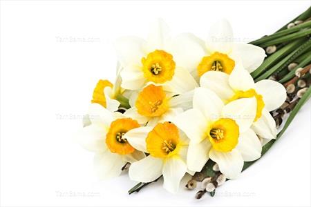 تصویر با کیفیت گل نرگس در زمینه سفید